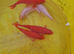 5x goldfish
