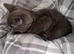 Grey kitten