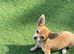 Chihuahua toy Apple ad Boy Puppy