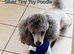 BEAUTUFUL MALE APRICOT FULL PEDIGREE TOY POODLE FOR SALE