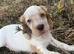 Cocker spaniel puppies