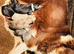Border collie puppies