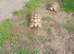 Tortoise