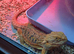Breaded dragon