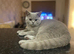 Beautiful British short hair cat