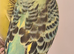 FRIENDLY BUDGIES