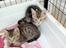 7 amazing Bengal kittens for sale 4 now sold
