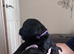 Cavapoo x cockapoo 7 gorgeous pups looking for forever home