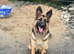 2 year old female german shepherd