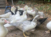 Muscovy ducklings