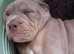 English bulldog x english bulldog pocket bully
