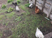 Silkies for sale