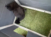 Silkie chicken