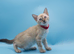 TICA Registered – Beautiful Snow Lynx Bengal Girls Available