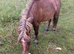 Registered mini Shetland mare