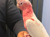 Lutino galah cockatoo handreard tame