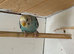 young budgies for sale
