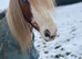 12.2 cob gelding