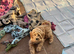 Cavachon x toy poodle puppies