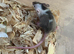 fancy mice for sale