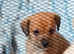 Daschund cross/jackapoo puppies