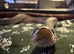 Adult male hognose