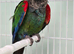 Rose-Crowned Conures & Pearly Conure for Sale