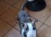 Bullterrier puppy
