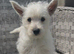 Beautiful west highland terrier pups