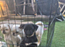 3 stunning 16 week old pugs