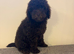 Stunning miniature poodle puppies