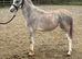 Registered welsh a filly