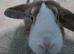 Mini lop &times; Holland Lop male