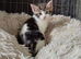 Ginger and other gorgeous kittens ready now