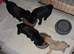 Pug puppies