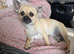 Chihuahua gril 8mouths old