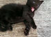 Black little kitten