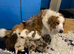 Pure border collie puppies