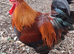Welsumer lg fowl free range hatching eggs