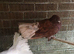 Fantail