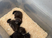 Black EU ferrets