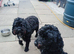 Cockapoo puppies for sale