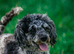 Health tested miniature poodle puppies