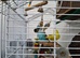 Yellow budgie for sale