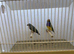 Pair of Gouldian Finches For Sale