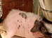 Sow skinny pigs for sale 6 months old and assorted babies ready 14 th November