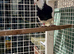 Iranian pigeon (toghi)
