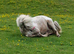Apoloosa Mare 8 years old