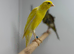 Canaries