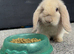 Mini lop boy ready to find his forever home